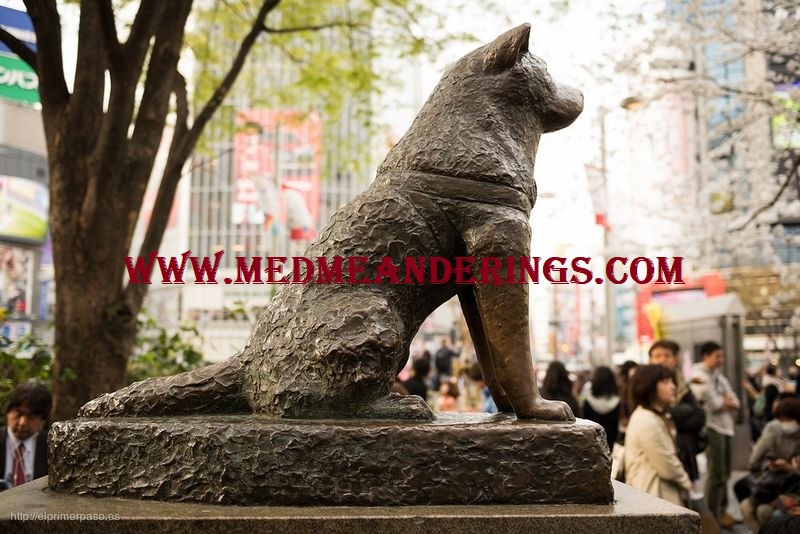 Pelajaran Hidup Dari Hachiko Si Anjing Setia Asal Jepang